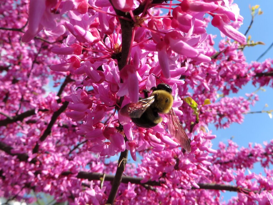 Nature insect plant