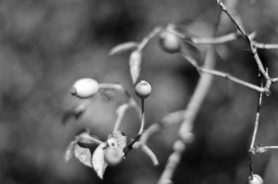 Flower nature light