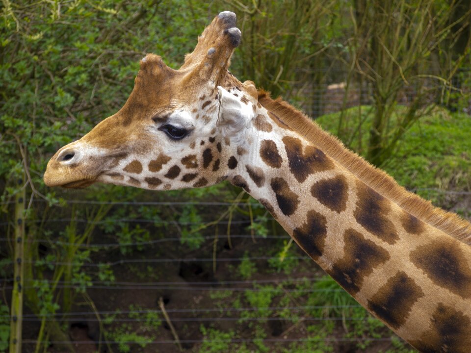 Mammal head wildlife