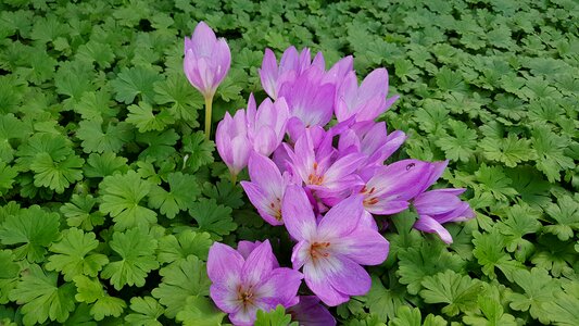 Bulbs bloom purple