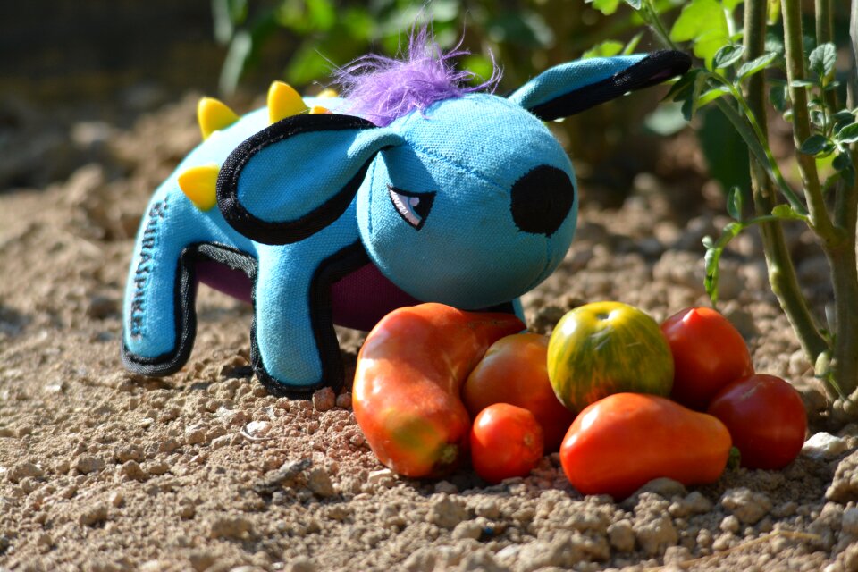 Garden vegetables blue