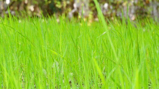 Green grass grass grassland