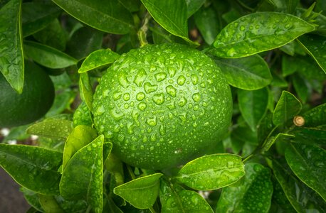 Vitamin fresh citrus