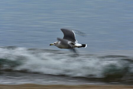 Wave bird wild birds