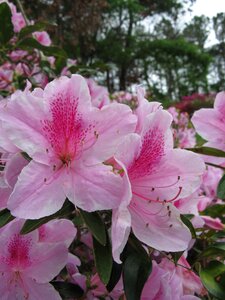 Hibiscus blossom photo