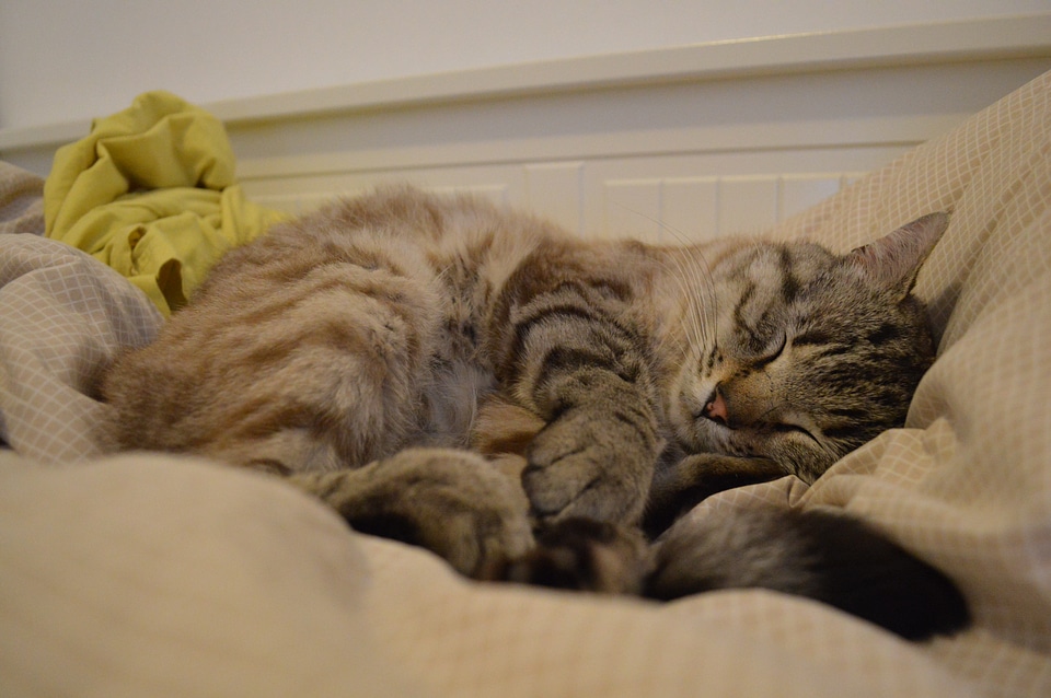 Race cat sleep animals