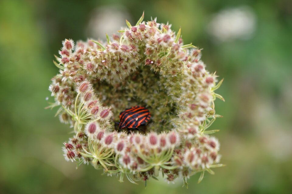 Pentatomidae red black