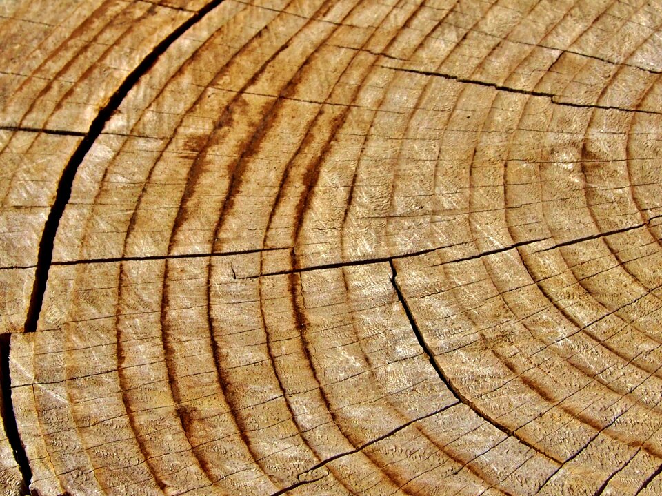 Wood structure cracks