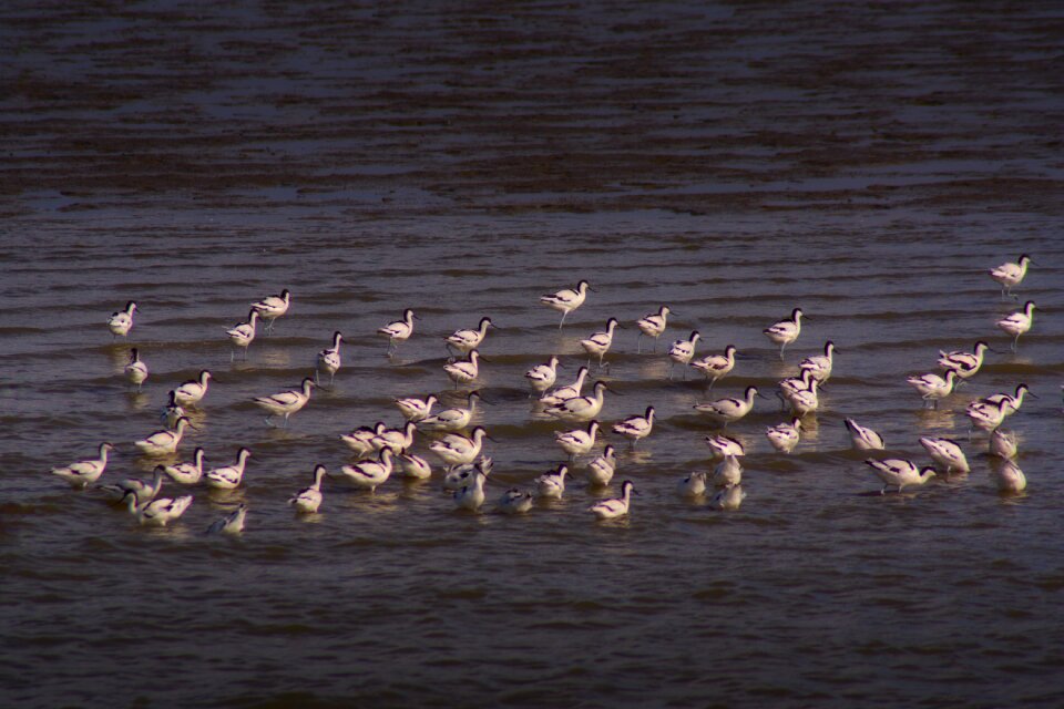 Birds nature animals