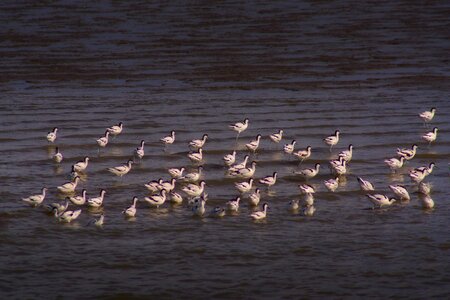 Birds nature animals
