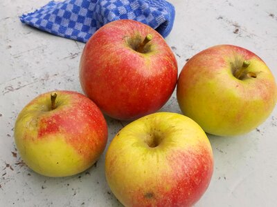Summer gardening fruit picking