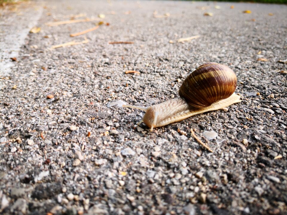 Slowly road nature