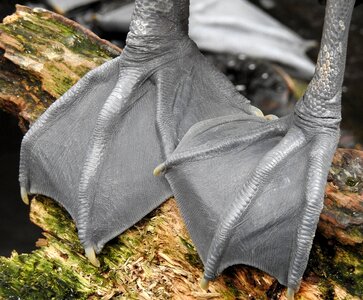 Wildlife feet