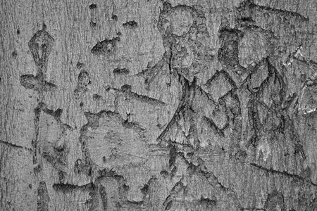 Tree bark pattern