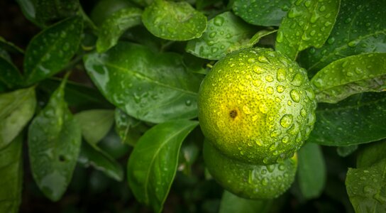 Vitamin fresh citrus