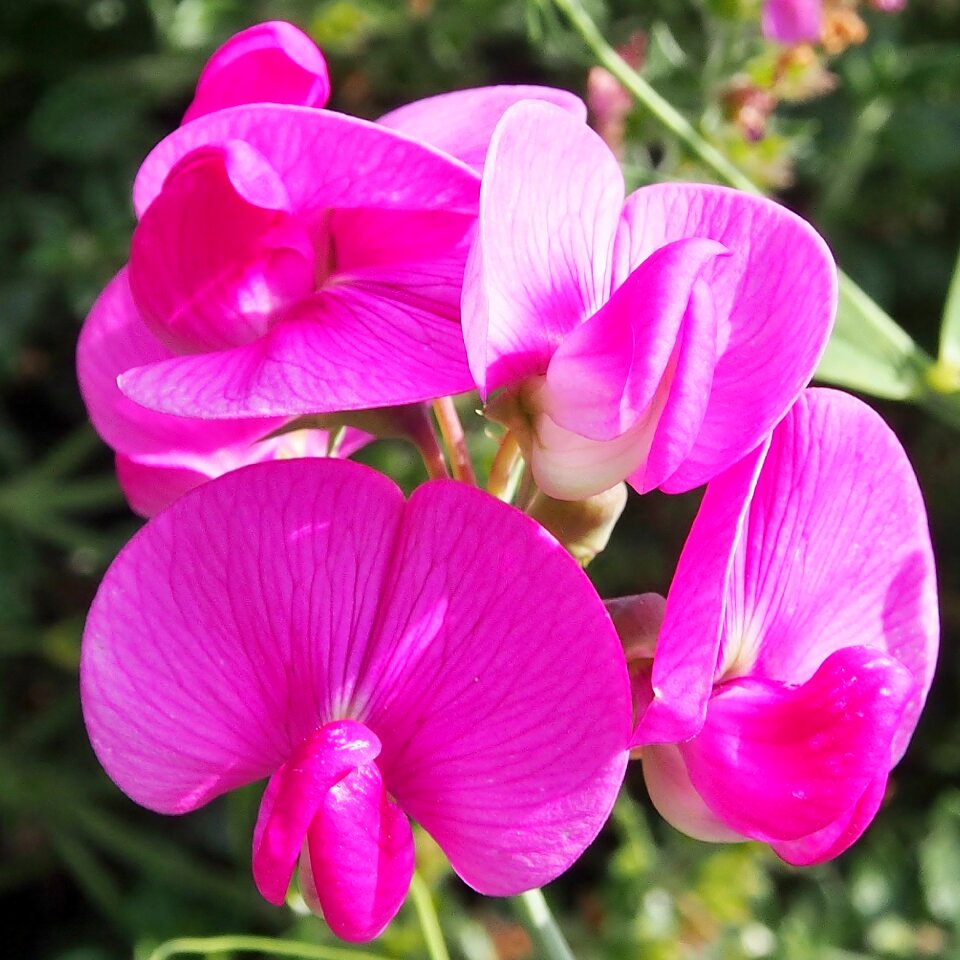 Flowers summer garden
