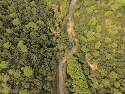 Forest wallpaper drone