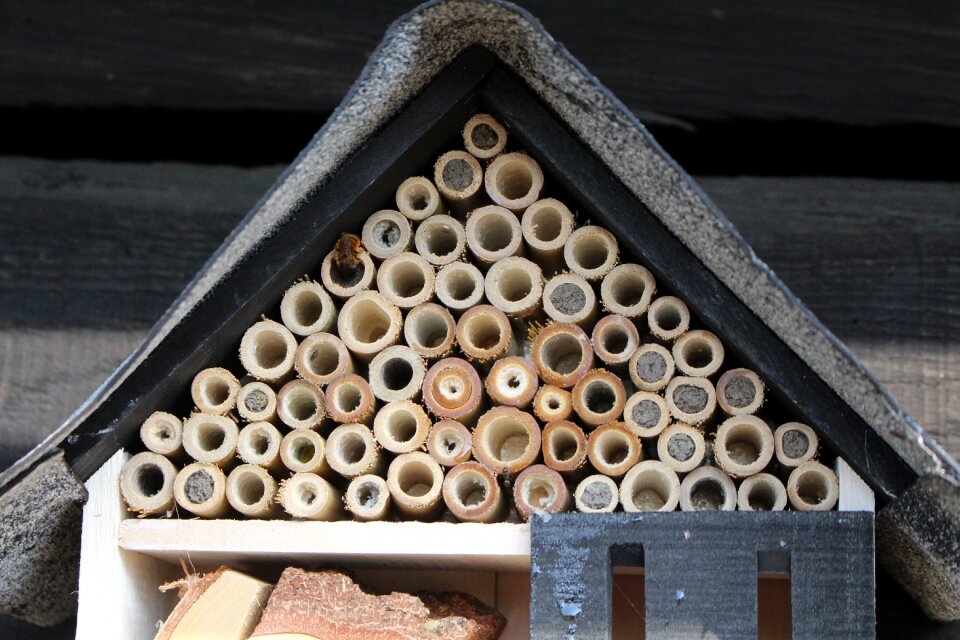 Nature outside bee's nest wild bees