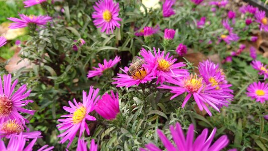 Santbrink plant symphyotrichum novi-belgii