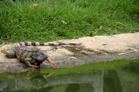 Iguana animal nature
