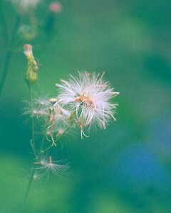 Flower photo by me