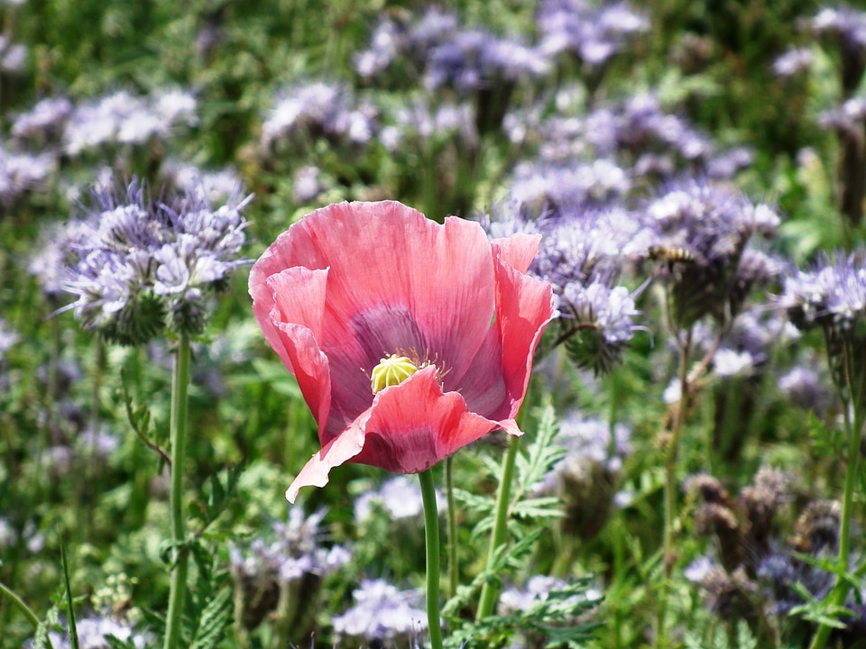 Bloom mohngewaechs phacelia