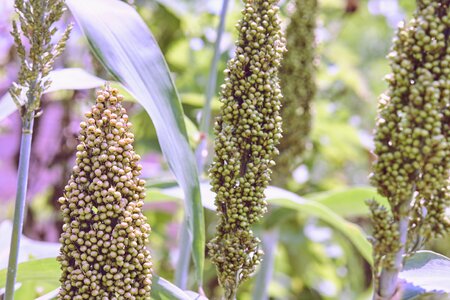 Summer garden plant