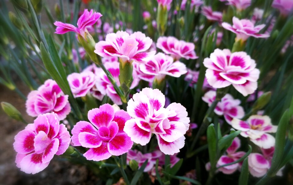 Flower flora blossom