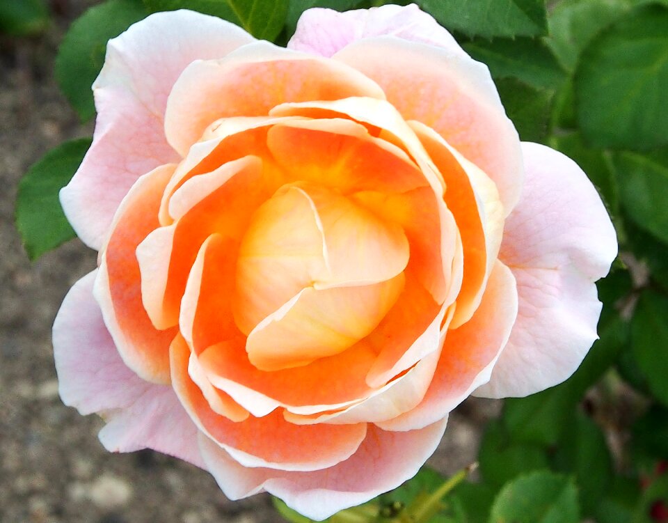 Marie height close up blossom