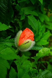 Bloom papaver rhoeas red photo