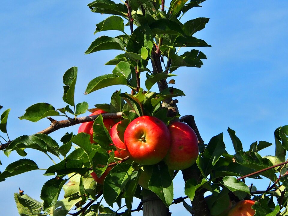 Orchard apfelernte fruits