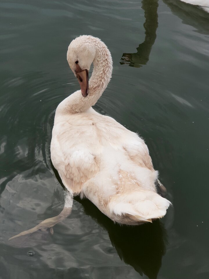 Water bird plumage swans