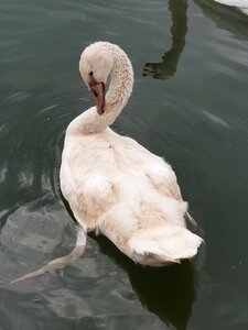 Water bird plumage swans
