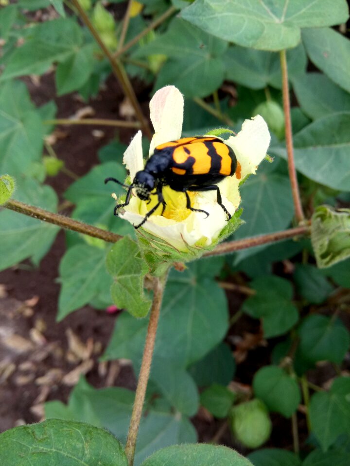 Bugs flowers