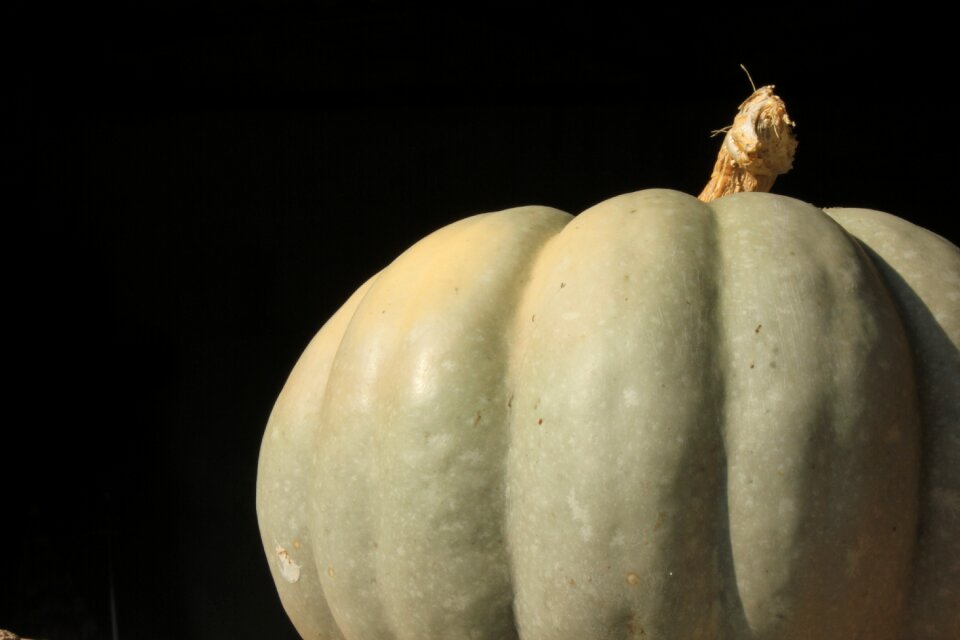 Pumpkin halloween unripe