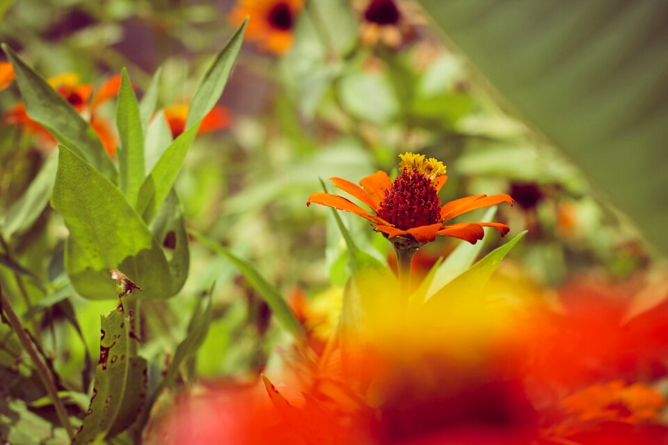 Spring garden field