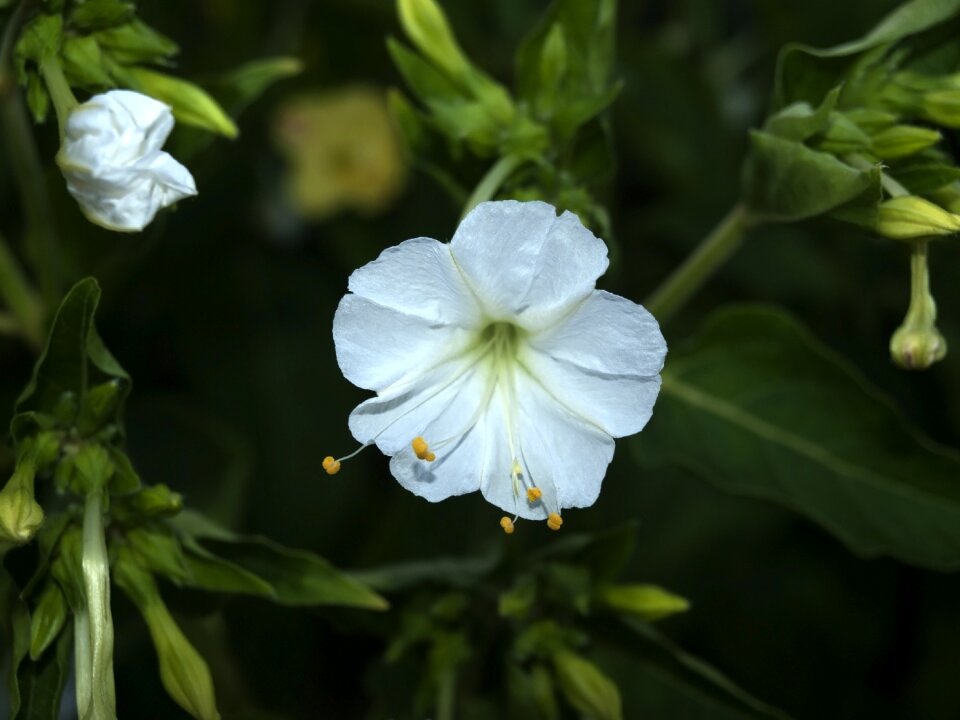White nature delicacy