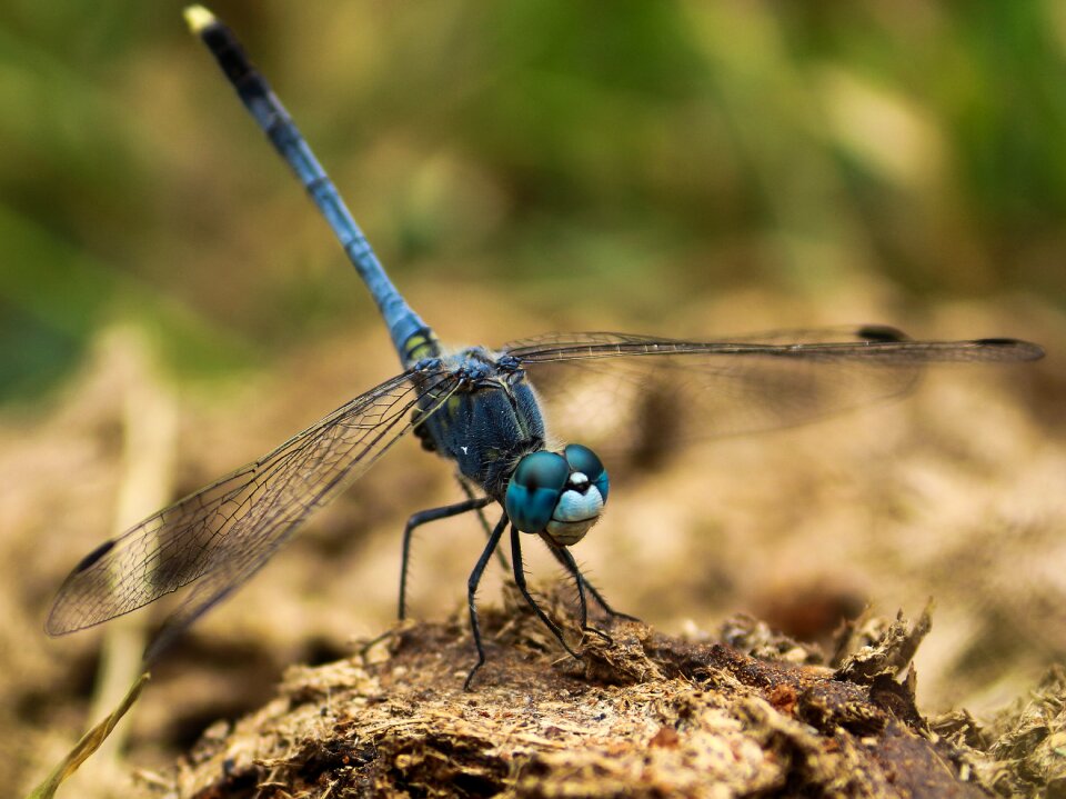 Insects fly