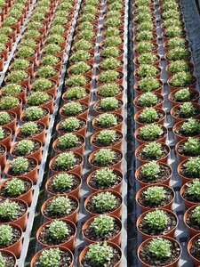 Seed flowerpot sowing