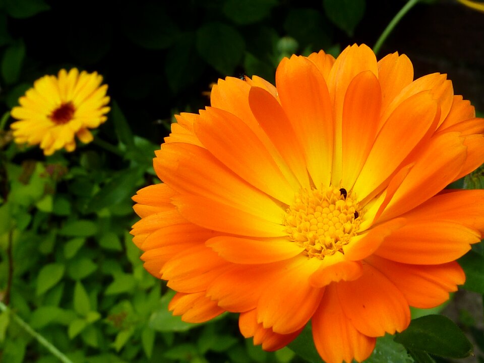 Nature orange garden