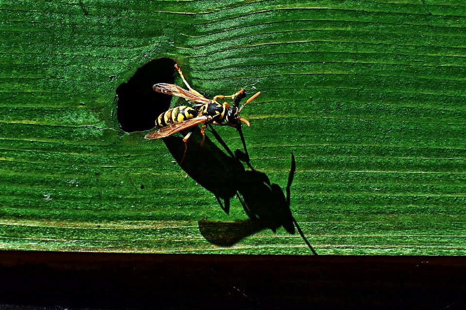 Animal nature shadow
