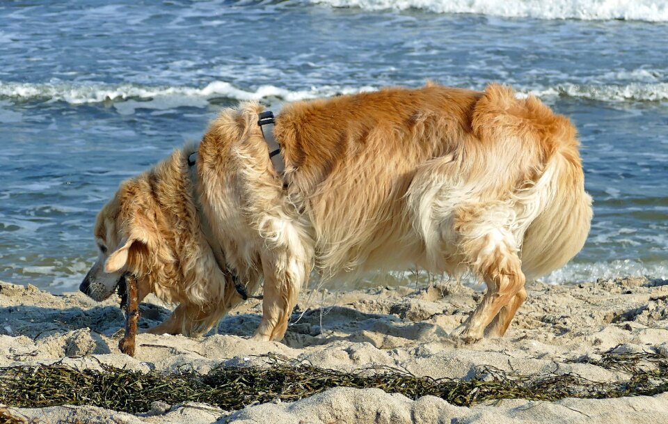 Golden retriever water seaweed photo