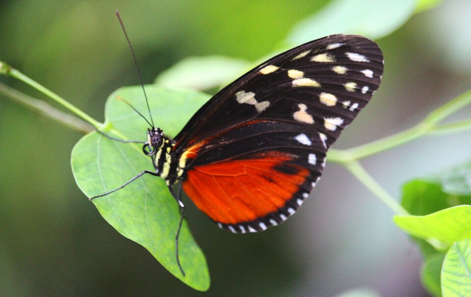 Nature flower wings