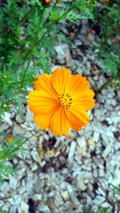 Nature sunflower bloom