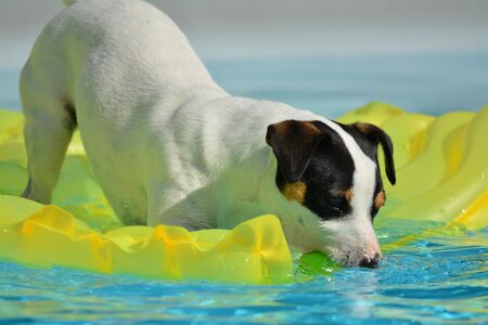 Terrier cute swimming pool photo