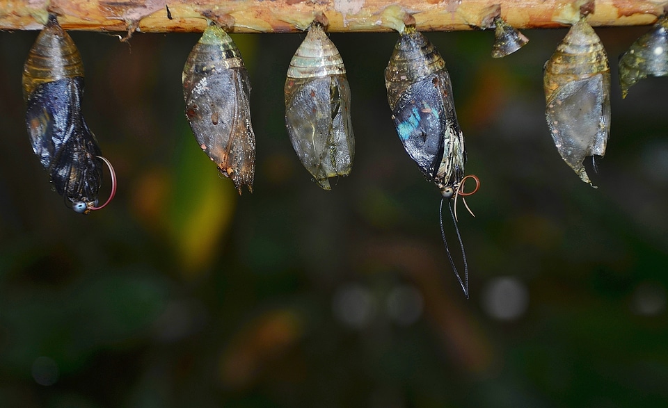 Larvae insect larvae macro photo