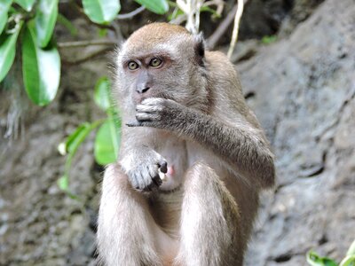 Monkey animal