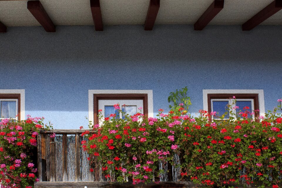 Flower geranium balcony plant