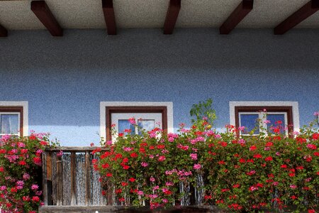 Flower geranium balcony plant photo