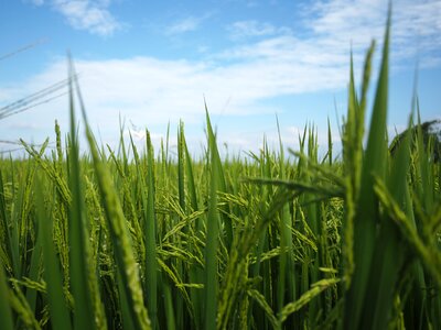 In rice field autumn gain photo